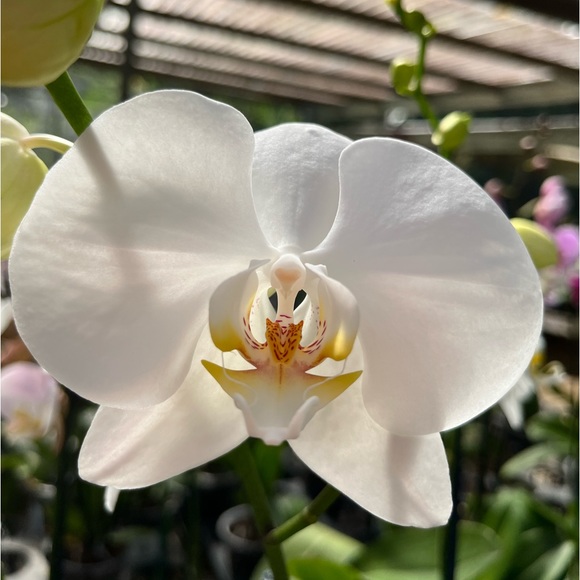 Meet your Posher, Carol - Picture 3 of 4